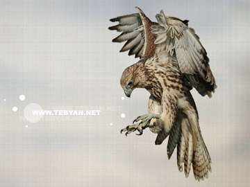 گالري عکس پرندگان